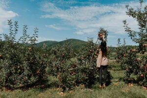 Apple picking