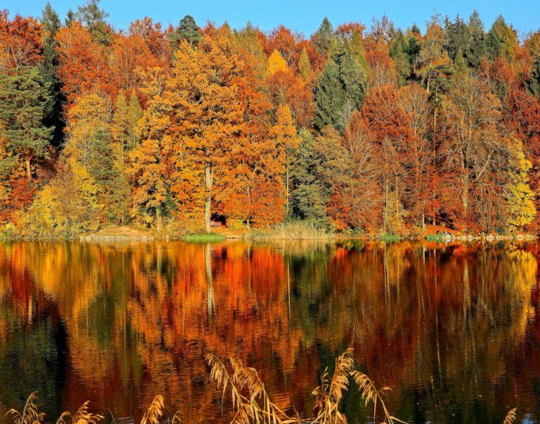 Fall trees