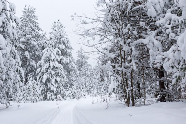 Winter clearance: optimize