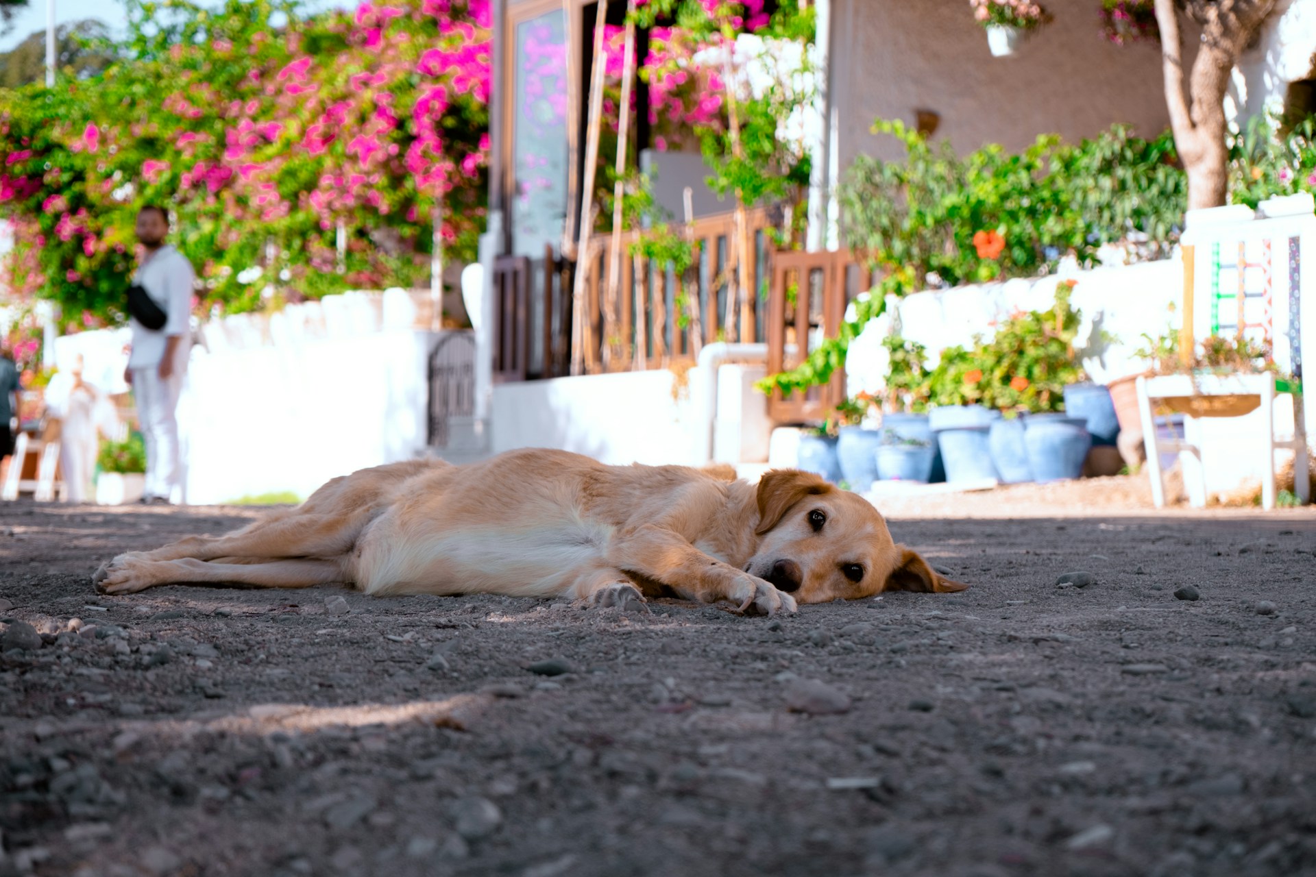 Canicule