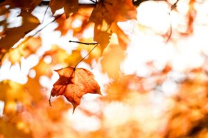 Falls leaf