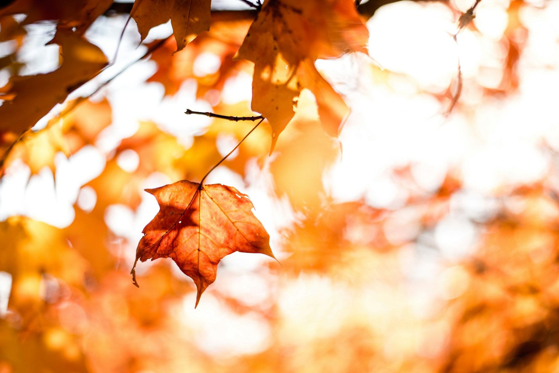 Falls leaf